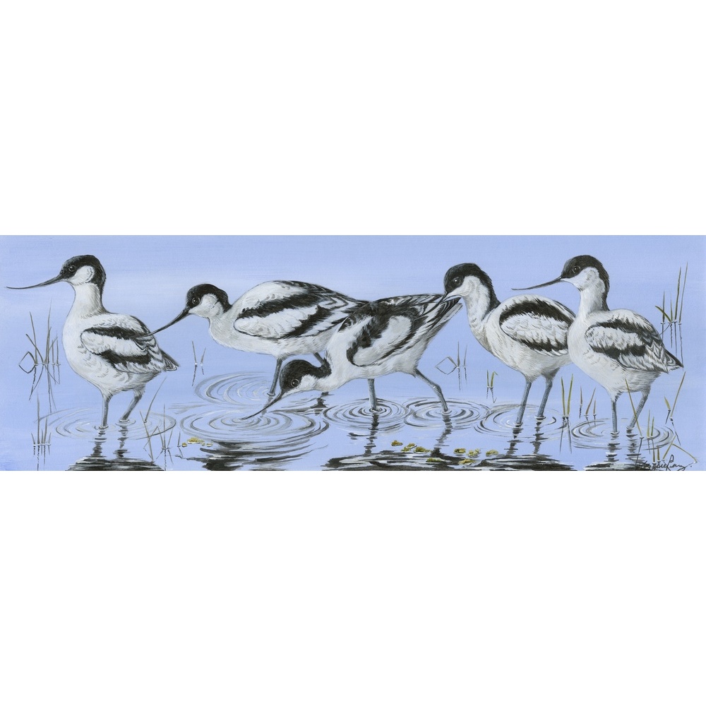 birds-fine-art-prints-avocets-visit-suzanne-perry-art-205