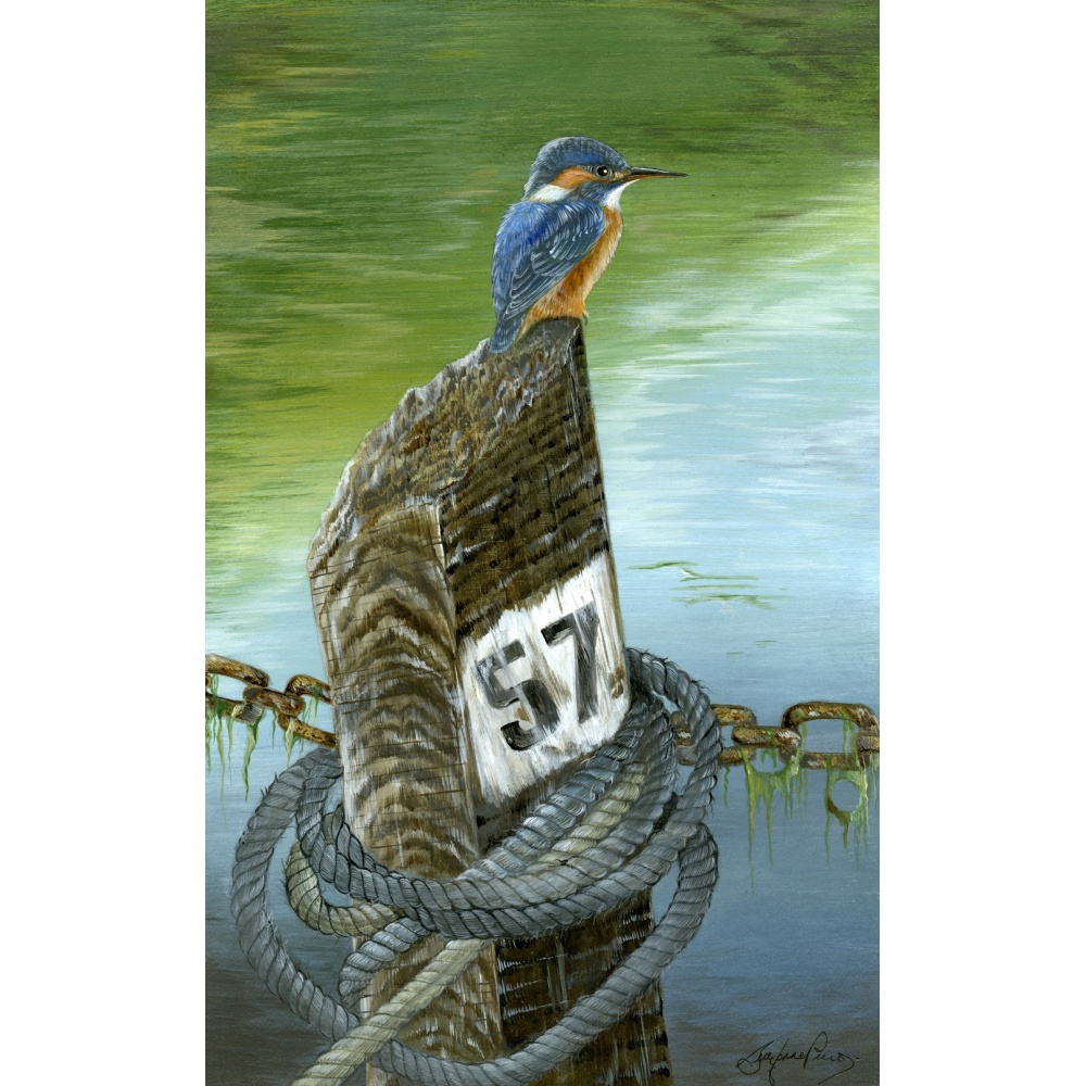 birds-fine-art-prints-kingfisher-fishermans-rest-suzanne-perry-art-112