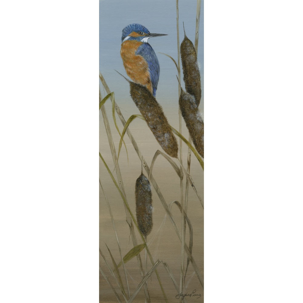birds-fine-art-prints-kingfisher-serenity-suzanne-perry-art-220
