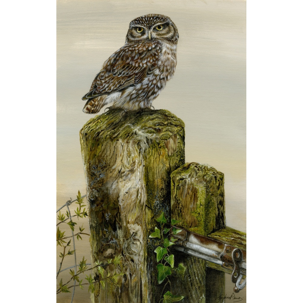 birds-fine-art-prints-little-owl-hazel-suzanne-perry-art-225