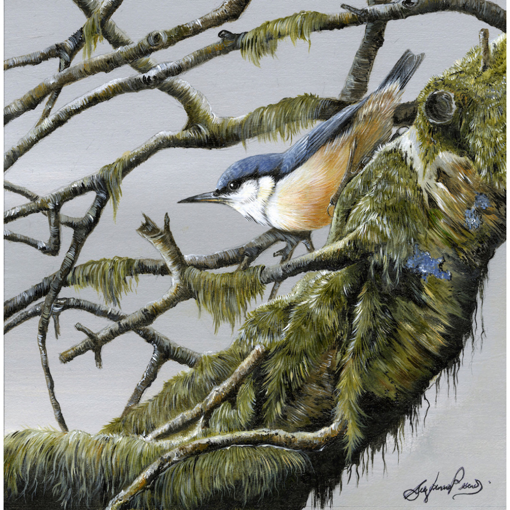 birds-fine-art-prints-nuthatch-hidden-gem-suzanne-perry-art-260-1539