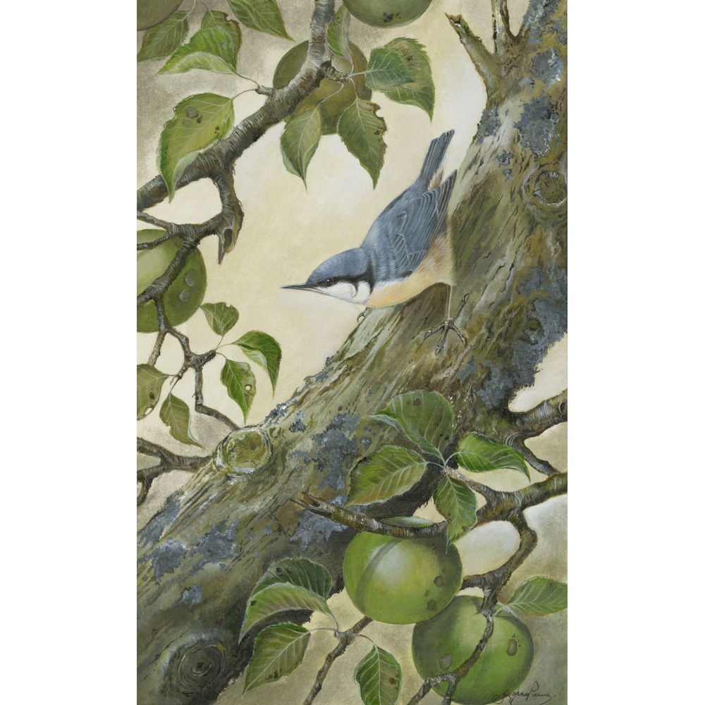 birds-fine-art-prints-nuthatch-pippin-suzanne-perry-art-193