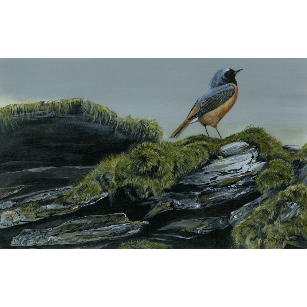 birds-fine-art-prints-redstart-a-secret-place-suzanne-perry-art-289_2040727781