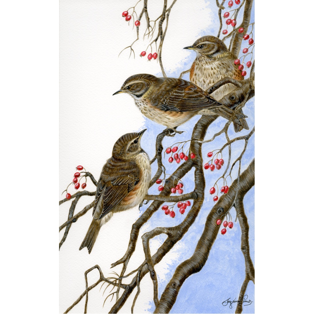 birds-fine-art-prints-redwings-threes-a-crowd-suzanne-perry-art-098_518364278