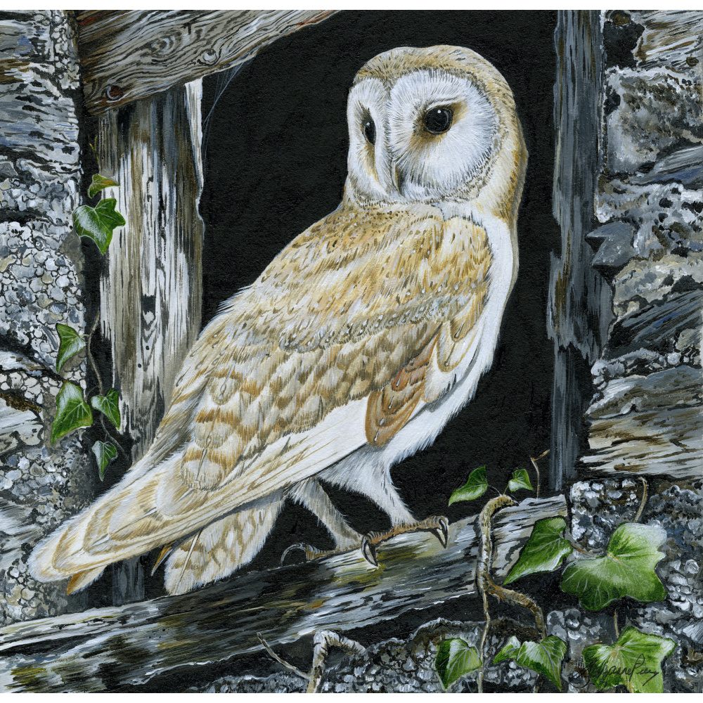 birds-of-prey-paintings-barn-owl-cobweb-suzanne-perry-art-294_777875544