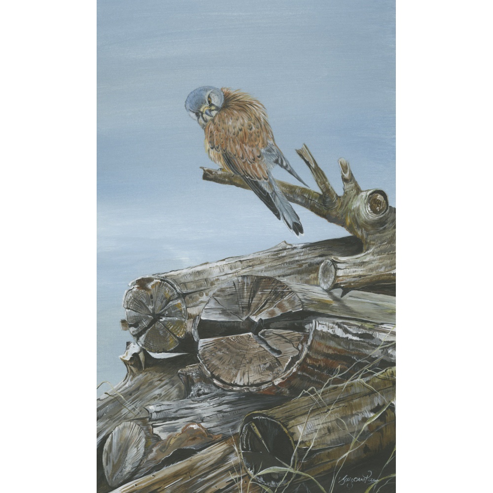 birds-of-prey-paintings-kestrel-kes-suzanne-perry-art-150