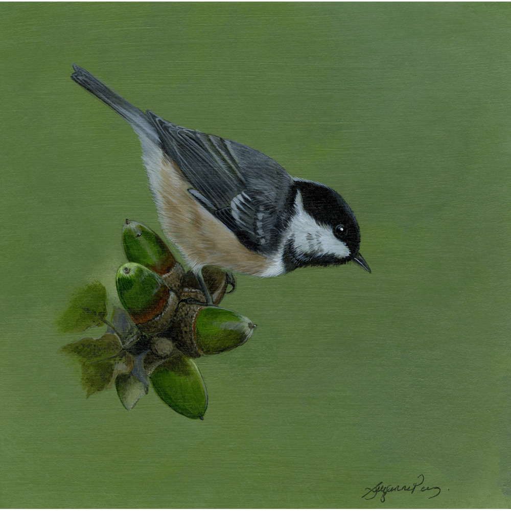 garden-birds-paintings-coal-tit-suzanne-perry-art-301