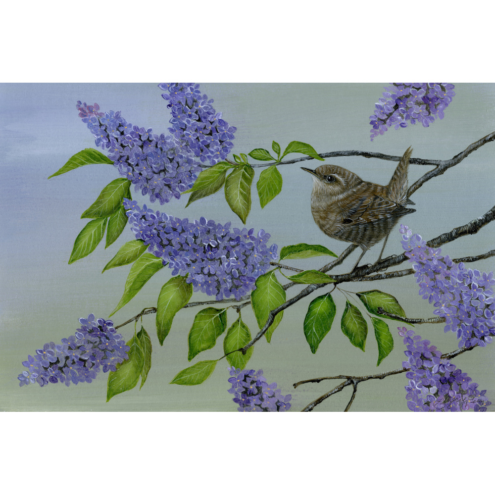 garden-birds-wren-spart-387-14x10