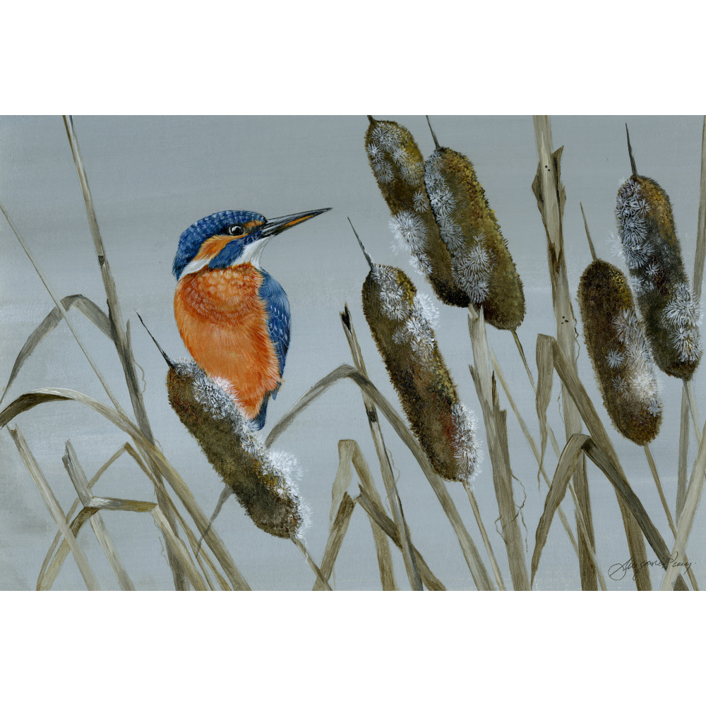water-and-coastal-birds-kingfisher-spart-384-14x10_527829300