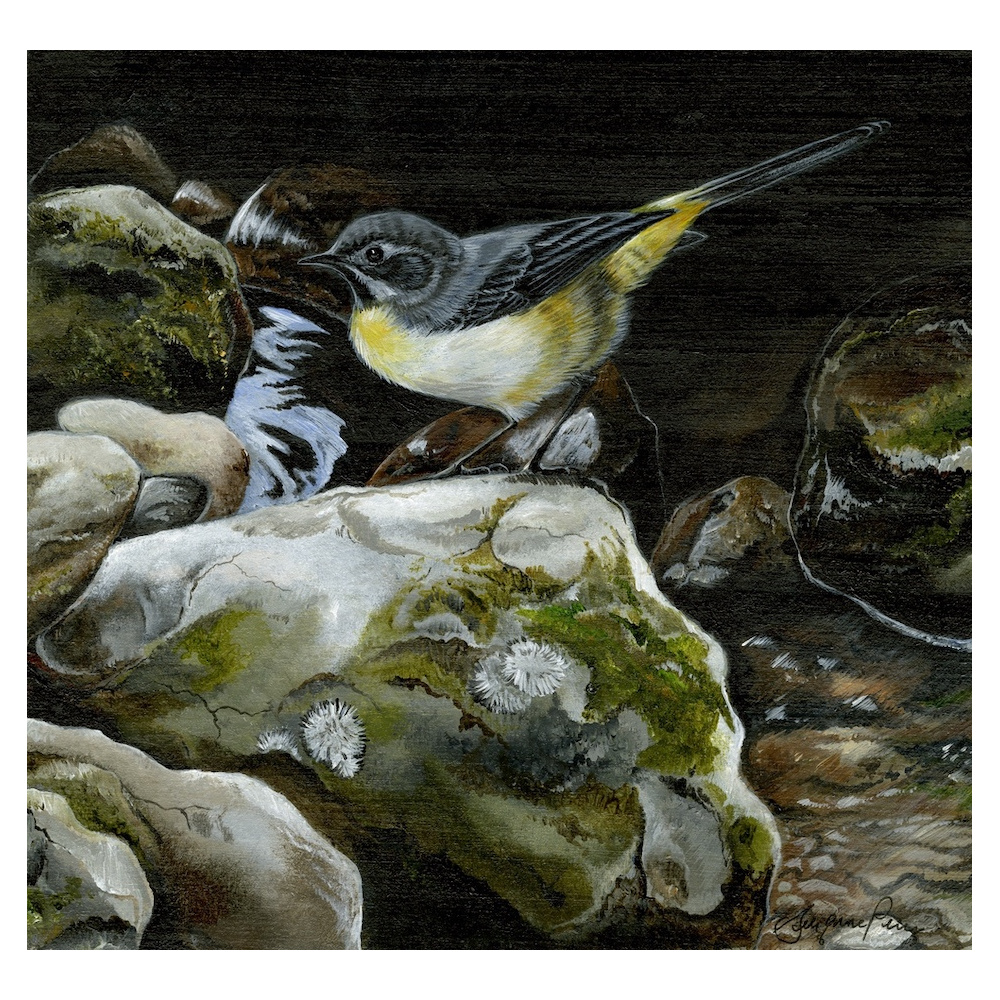 water-and-coastal-birds-paintings-grey-wagtail-suzanne-perry-art-252_579051128