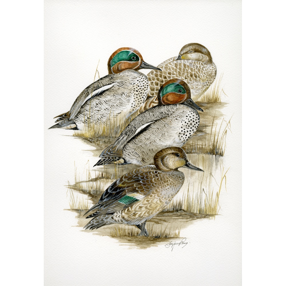 water-and-coastal-birds-paintings-teal-lazing-on-a-sunny-afternoon-suzanne-perry-art-067