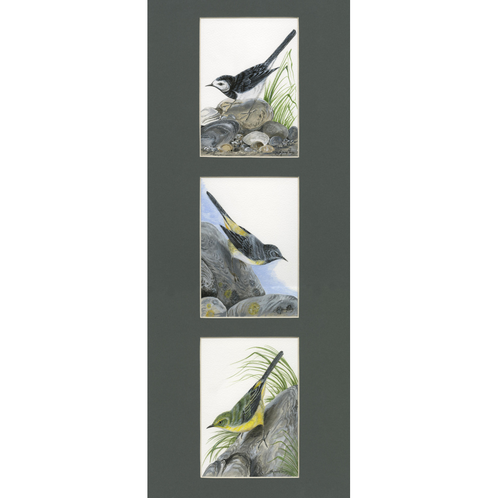 water-and-coastal-birds-paintings-wagtail-collection-suzanne-perry-art-084