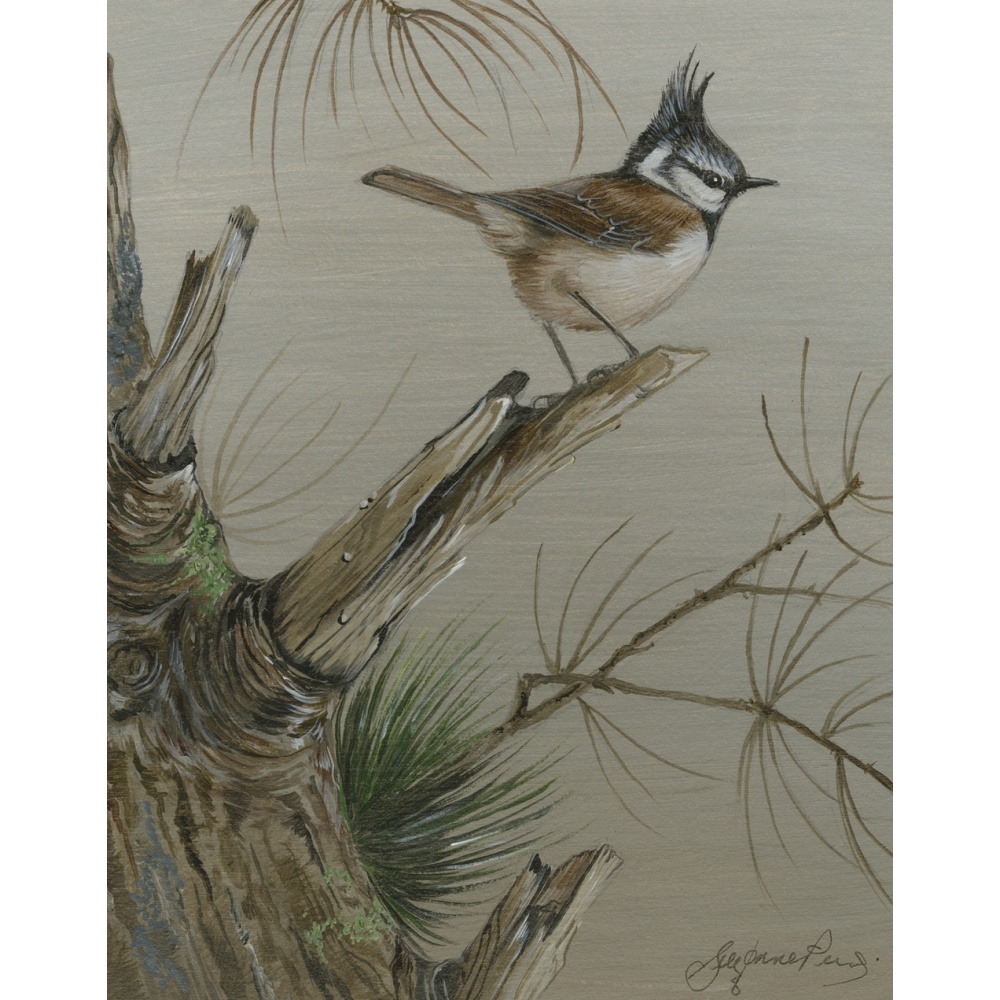 woodland-birds-paintings-crested-tit-caledonian-king-suzanne-perry-art-156