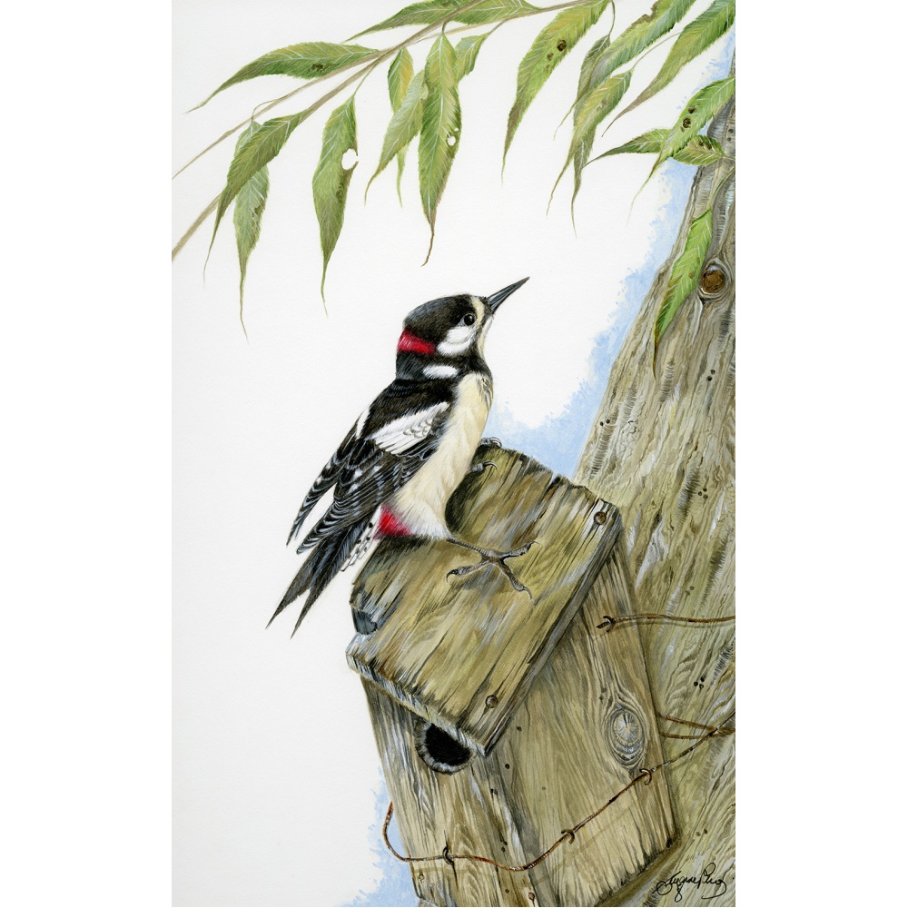 woodland-birds-paintings-woodpecker-up-on-the-roof-suzanne-perry-art-104-2