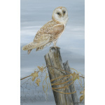 birds-fine-art-prints-barn-owl-silent-watcher-suzanne-perry-art-132_892126477