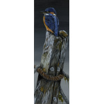 birds-fine-art-prints-kingfisher-night-light-suzanne-perry-art-5029