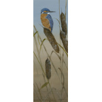 birds-fine-art-prints-kingfisher-serenity-suzanne-perry-art-220