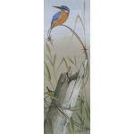 birds-fine-art-prints-kingfisher-tranquility-suzanne-perry-203