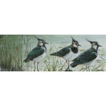 birds-fine-art-prints-lapwings-suzanne-perry-122_844786054