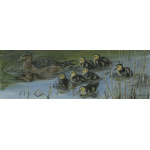 birds-fine-art-prints-mallards-wait-for-me-suzanne-perry-art-125