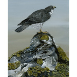 birds-fine-art-prints-peregrine-falcon-majestic-falcon-suzanne-perry-art-254