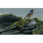 birds-fine-art-prints-redstart-a-secret-place-suzanne-perry-art-289_2040727781