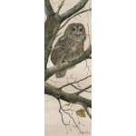 birds-fine-art-prints-tawny-owl-at-dusk-suzanne-perry-art-144_1189380171