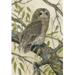 birds-fine-art-prints-tawny-owl-willow-suzanne-perry-181