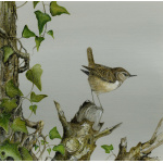 birds-fine-art-prints-wren-ivy-suzanne-perry-art-247_437130820