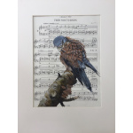 birds-kestrel-tres-nocturnos-suzanne-perry-art_1412315306