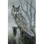 birds-of-prey-long-eared-owl-two-s-p-art-359_1382140578