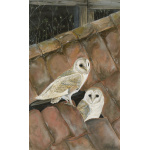 birds-of-prey-paintings-barn-owl-settling-in-suzanne-perry-art-162