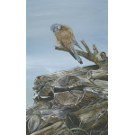 birds-of-prey-paintings-kestrel-kes-suzanne-perry-art-150