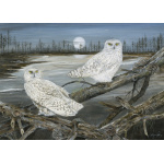 birds-of-prey-paintings-snowy-owls-suzanne-perry-art-179