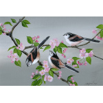 garden-birds-long-tailed-tits-spart-388-14x10