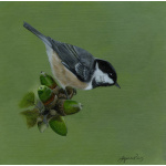 garden-birds-paintings-coal-tit-suzanne-perry-art-301