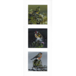 garden-birds-paintings-finches-trembling-greenfinch-goldfinch-chaffinch-suzanne-perry-art-dev