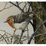robin-smaller-image