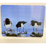 Melamine Placemat - Parcel of Oyster Catchers Design sp10-1554