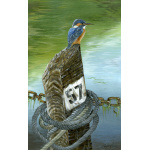 water-and-coastal-birds-paintings-kingfisher-fishermans-rest-suzanne-perry-art-112