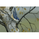 woodland-birds-nuthatch-spart-385-14x10_515078888